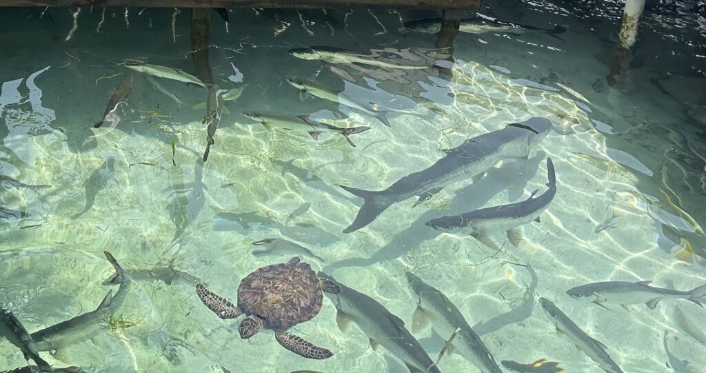 Turtle Sanctuary